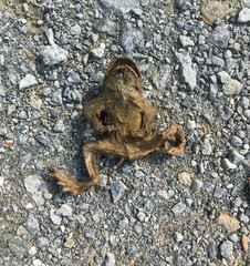 RANA SECA POR EL SOL RANA MUERTA SAPO MUERTO