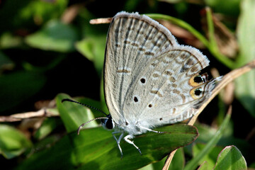 Fototapeta na wymiar Tiny butterfly in the garden