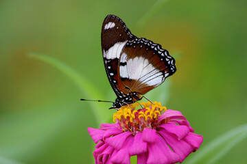 Fototapeta na wymiar Common Eggfly butterfly in the garden