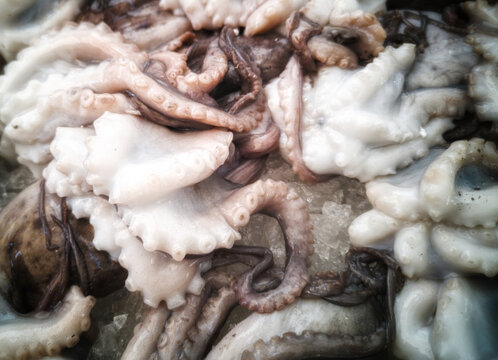 Cuttlefish in open seamarket