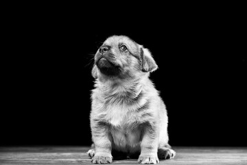 Cute puppy on a wooden table. Studio photo on a black background. - Powered by Adobe