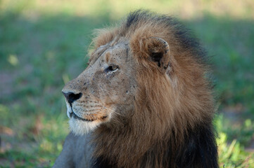 Fototapeta na wymiar A Mature male Lion seen on a safari in South Africa