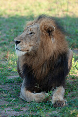 A Mature male Lion seen on a safari in South Africa