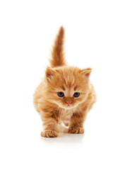 Obraz premium Thick cat that sneaks.