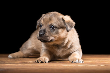 Cute puppy on a wooden table. Studio photo on a black background.