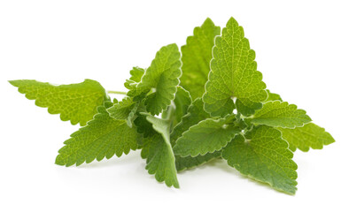 Green leaves of lemon balm.
