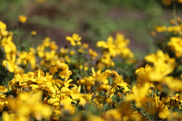 Yellow flowers in a field