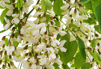 Blossoming acacia with leaves.