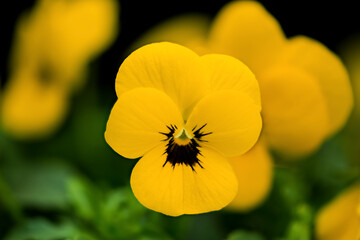 yellow pansy, viola in a flower bed, macro view