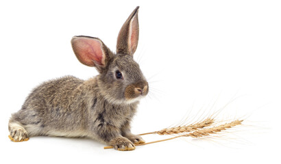 Brown rabbit and spikelet of wheat.