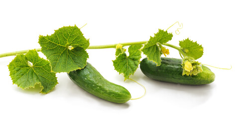 Stem with fresh cucumbers.