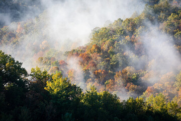 Fototapeta na wymiar Mist in Forest