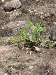 garden in the garden