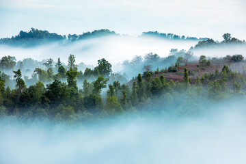 Fog at Blue Hour