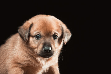 Fototapeta premium Portrait of a beautiful puppy on a black background.