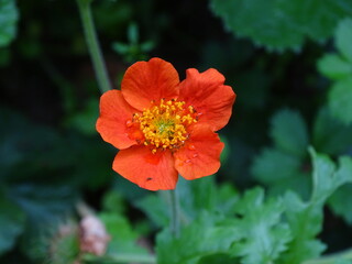 GEUM COCCINEUM. FLOR DE COLOR ROJO. CINCO PÉTALOS. 