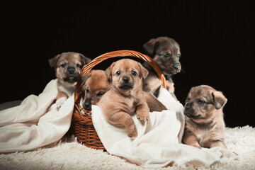 Fototapeta premium Group of puppies in a wicker basket on a white blanket. Studio photo on a black background.