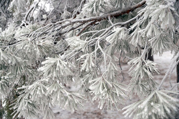 Frosted branch pine tree in the city park