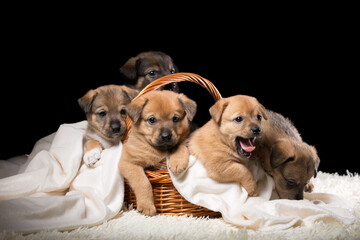 Group of puppies in a wicker basket on a white blanket. Studio photo on a black background.