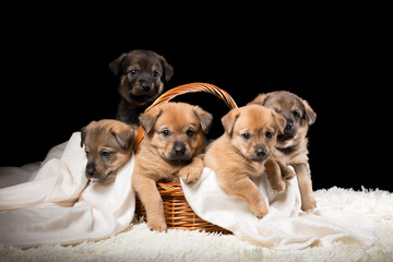 Group of puppies in a wicker basket on a white blanket. Studio photo on a black background.