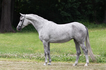 Obraz na płótnie Canvas Gray horse stands on natural summer background, profile side view, exterior