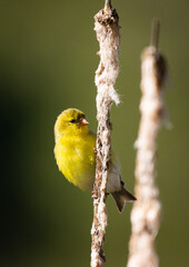 Glodfinch on Cattail