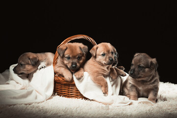 Group of puppies in a wicker basket on a white blanket. Studio photo on a black background.