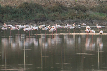 Naklejka premium The greater flamingos standing in water with reflection