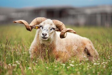 Sheep with twisted horns, (Traditional Slovak breed - Original Valaska ) resting in spring meadow grass, eyes half closed