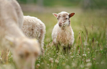 Small ouessant (or Ushant) sheep lamb grazing on dandelion stalks, another animal near