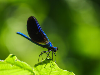 libelulas © Hans Hansen