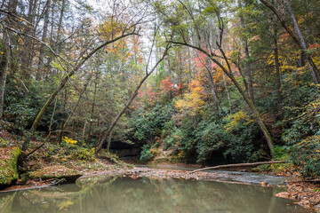 Naklejka premium Forest Stream in Autumn