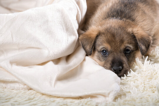A beautiful puppy on a white blanket.