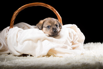 A beautiful puppy in a wicker basket on a white blanket. Studio photo on a black background.