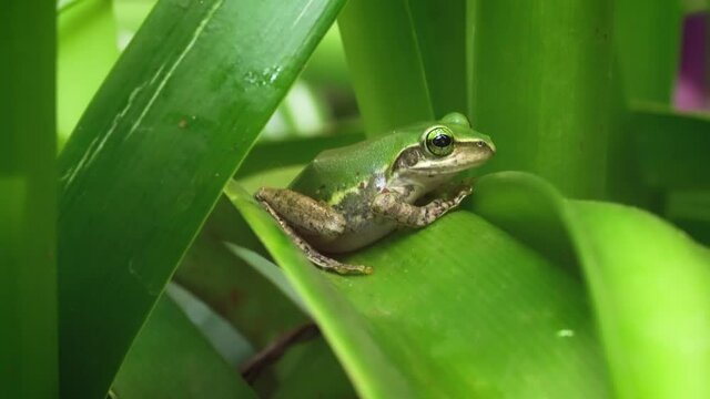Small Madagascar green tree frog resting on green leaf, closeup detail