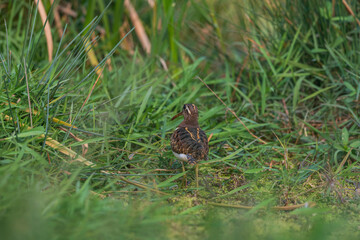 Greater painted-snipe (Rostratula benghalensis) at Baruipur Marsh, West Bengal, India