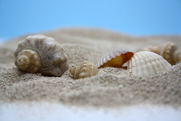 Sea round stones and seashells on the fine sand. Selective focus.
