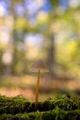 Mycena sp. Small mushroom in a chestnut forest.