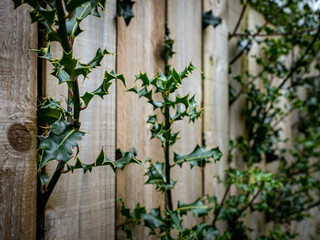 Holly leaves and branches pushing through a wooden fence