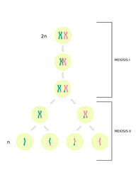 Diagram of Meiosis, cell division in sexually reproducing organisms for produce the gametes. Illustration
