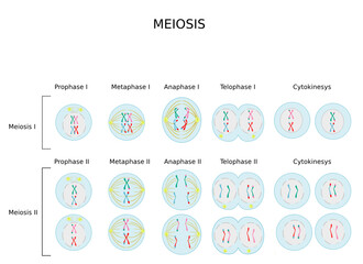 Meiotic phases: Prophase, Metaphase, Anaphase, and Telophase.Process cell division in sexually reproducing organisms.Educational infographic
