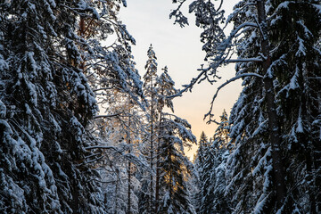 Winter tree tops viewed looking up at sunset. Bottom view trees. Blue sky. Trunks of larches. Forest abstract background. 