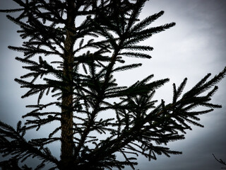 Pine tree branches silhouetted against a cloudy sky