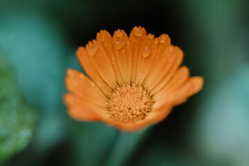 Orange gerbera with drops of water