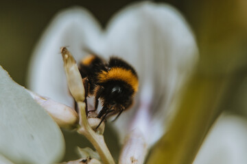 Close up bee in flower