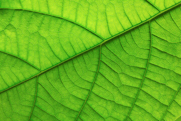 Fototapeta na wymiar texture of a green leaf