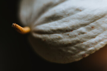 Arum lily close up