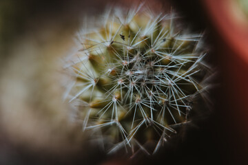 Cactus macro