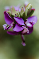 Purple Orchid