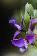 Purple Orchid 